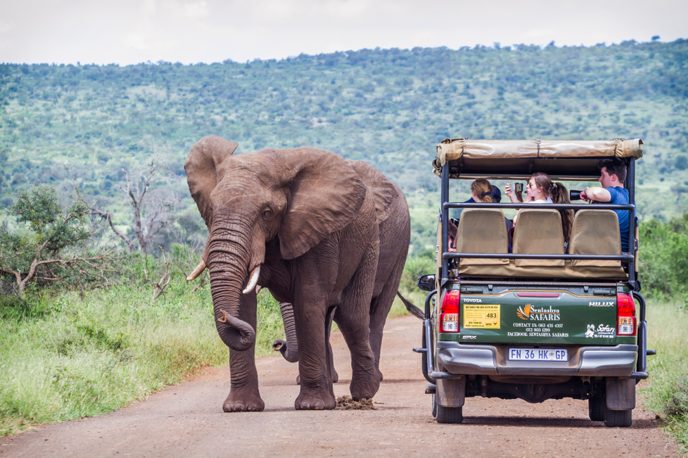 Family Safari Adventures in Kruger National Park, South Africa