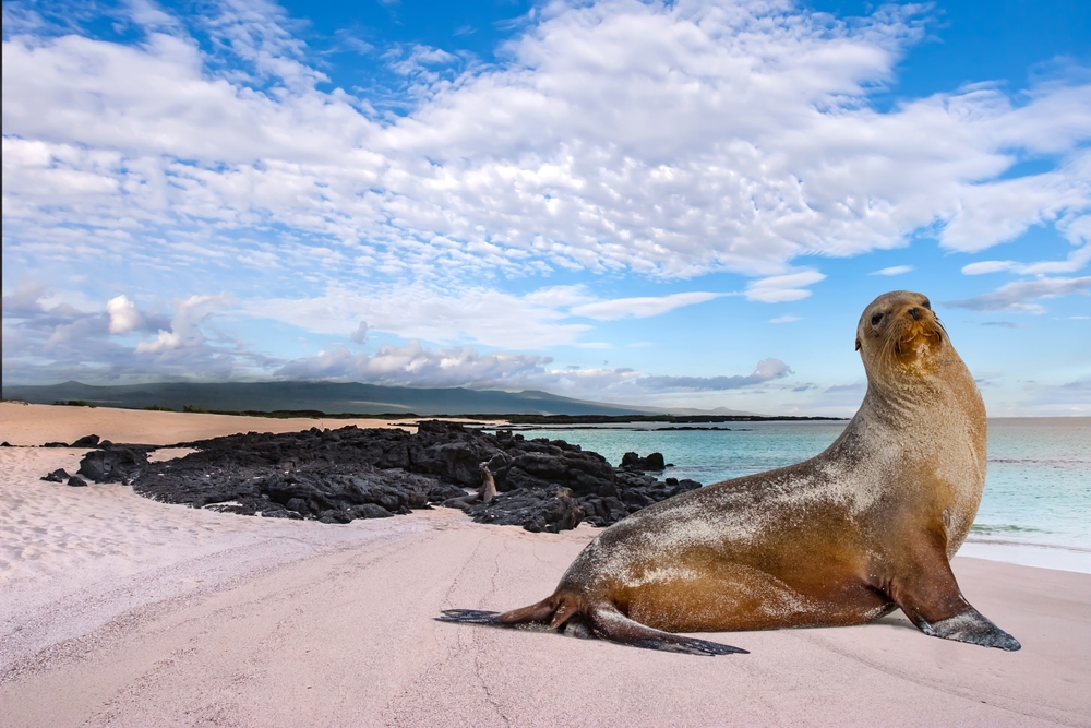 The Magic of Wildlife Encounters in the Galápagos Islands