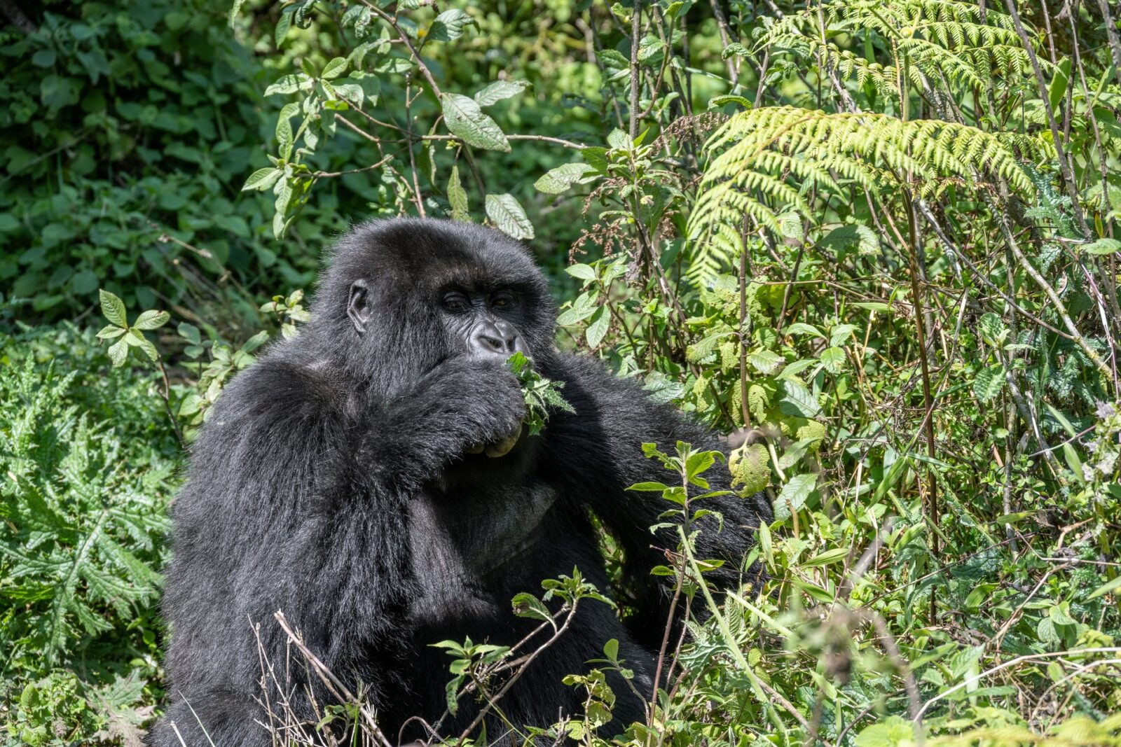 Gorillas