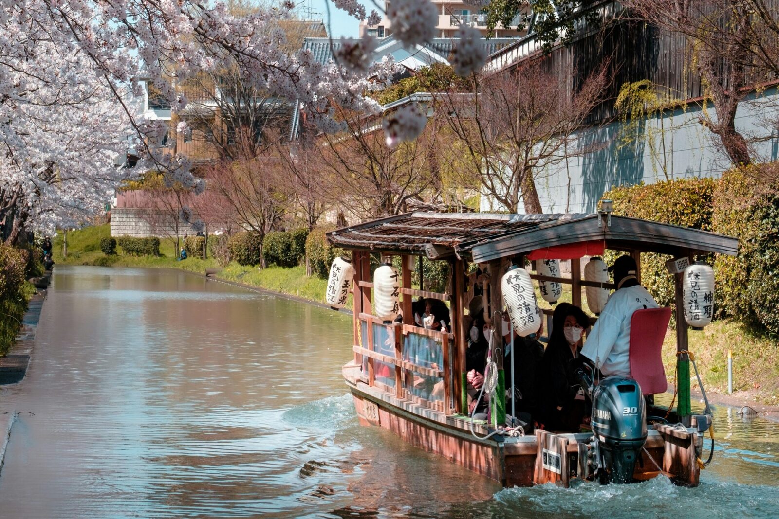 Kyoto sakuras