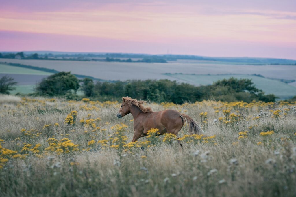 English riding horses