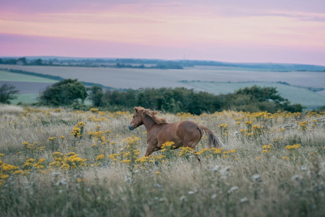 English riding horses