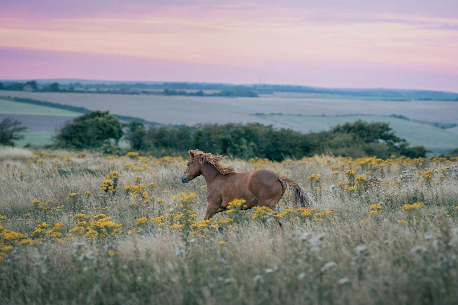 English riding horses