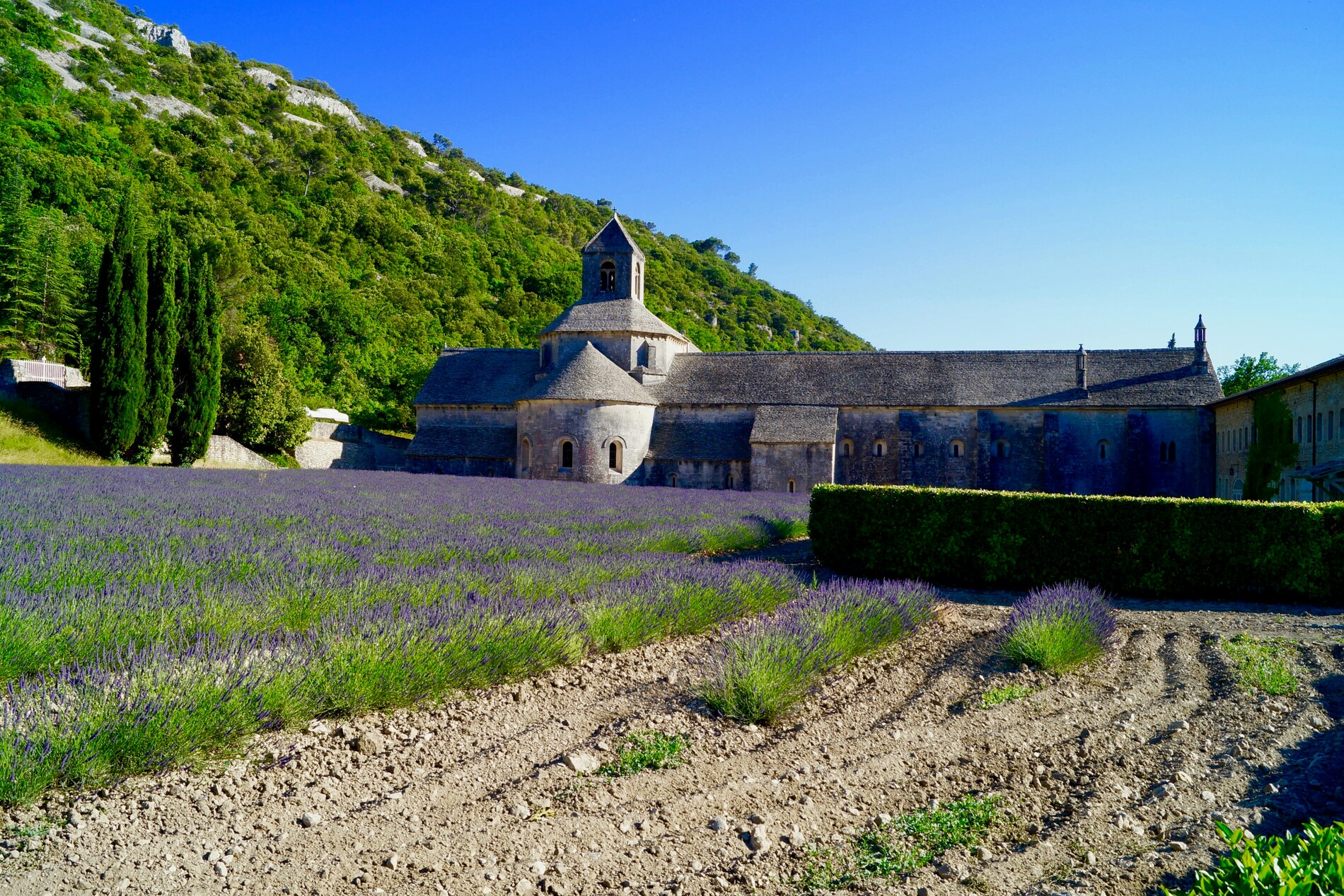 Villas in lavender fields