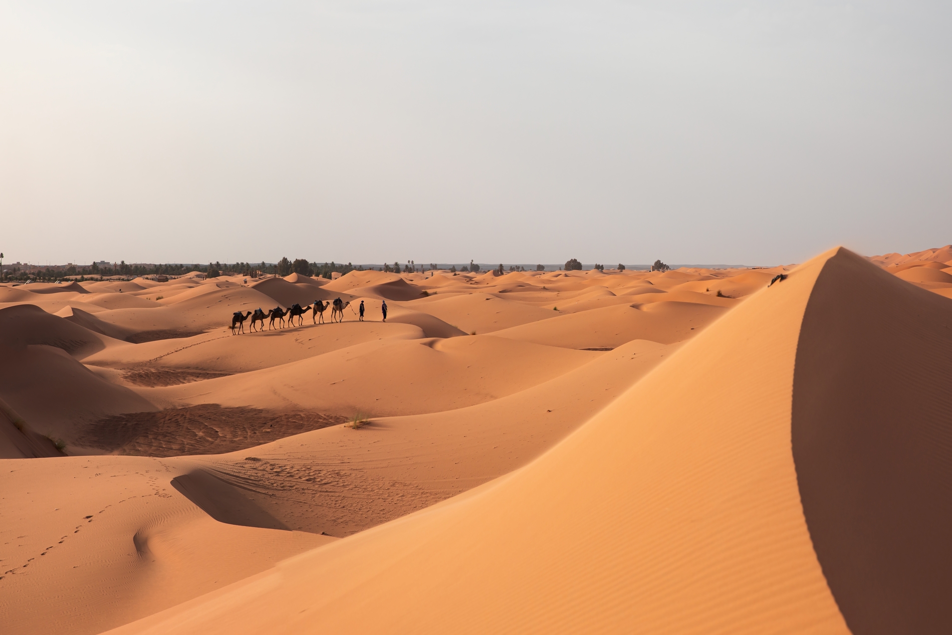 The Sahara Desert
