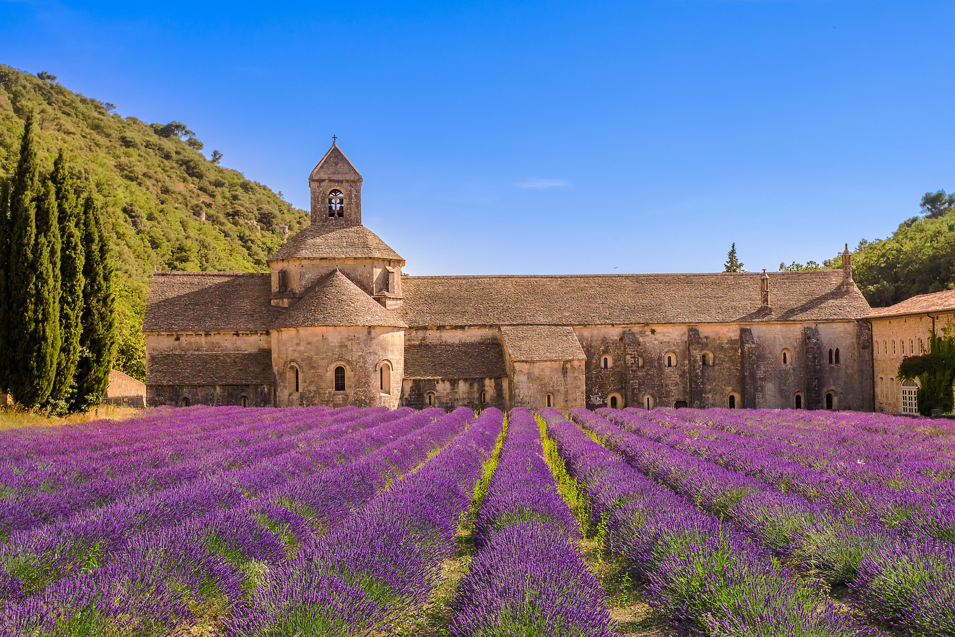 lavender fields and villa
