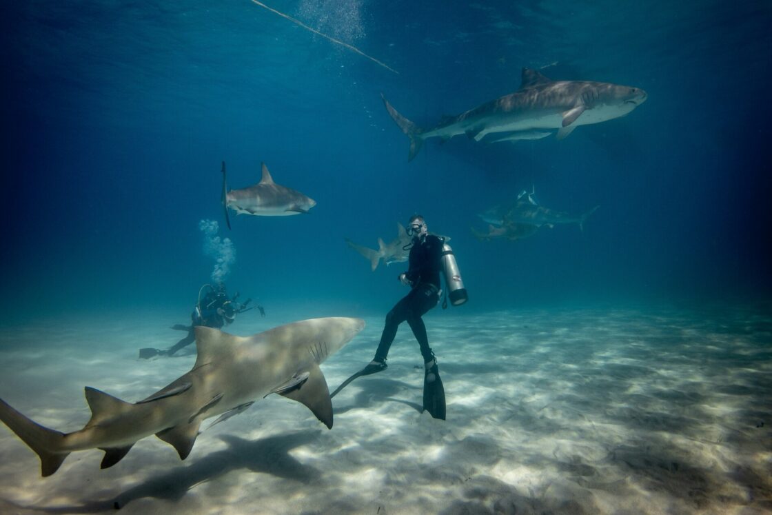 Shark diving
