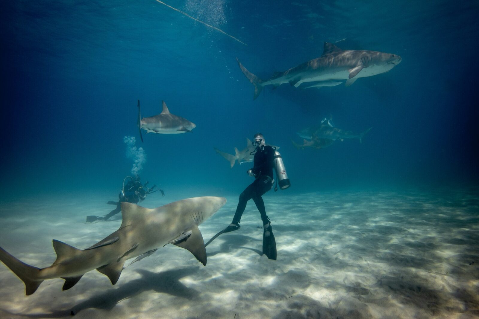 Shark diving