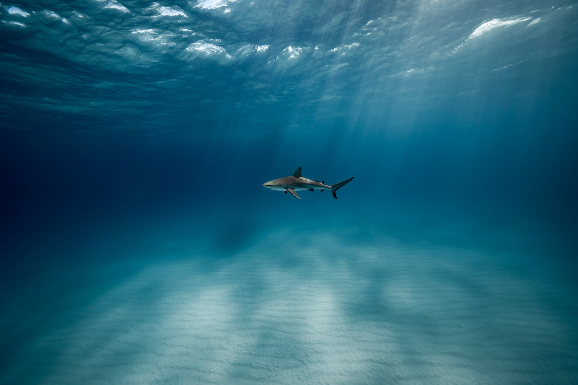 Shark