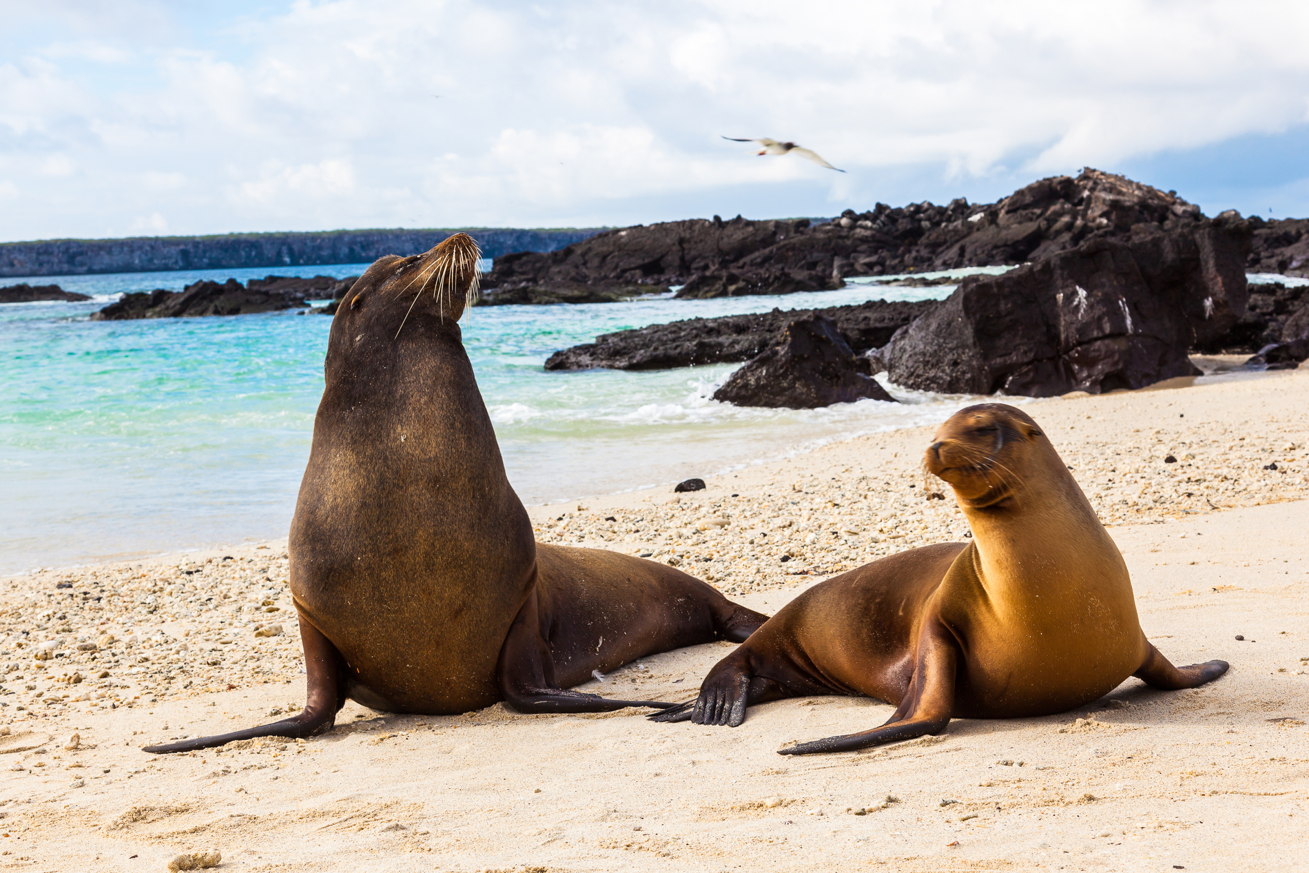 Galapagos animals