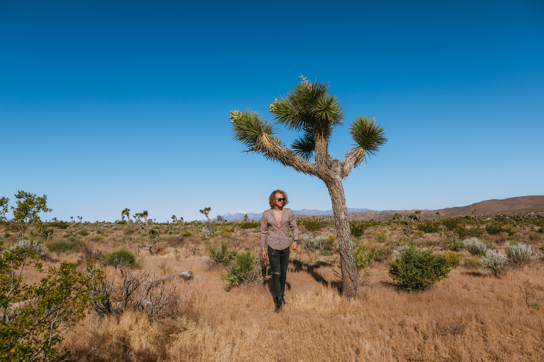 Joshua Tree