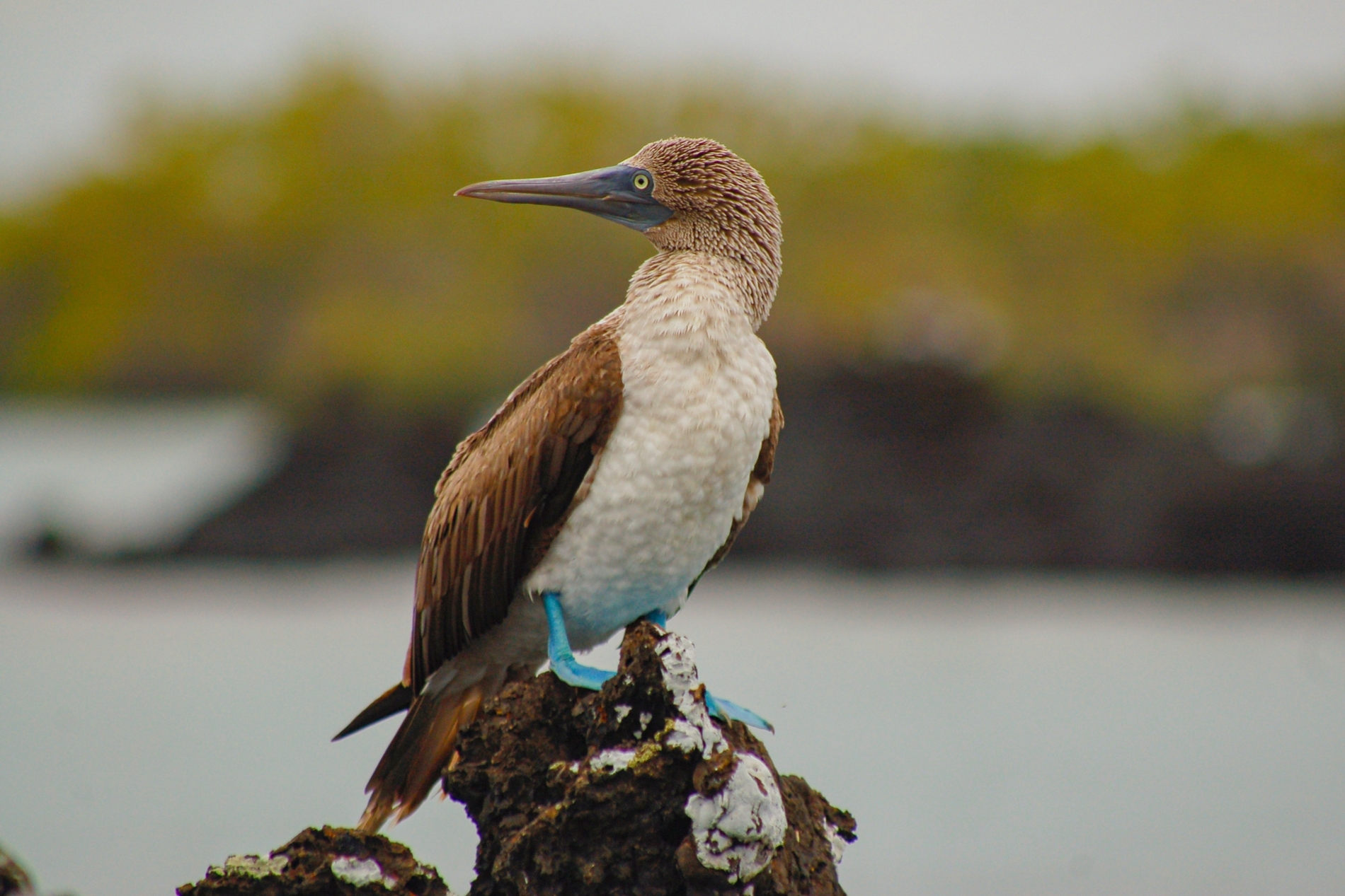 Galapagos Birds