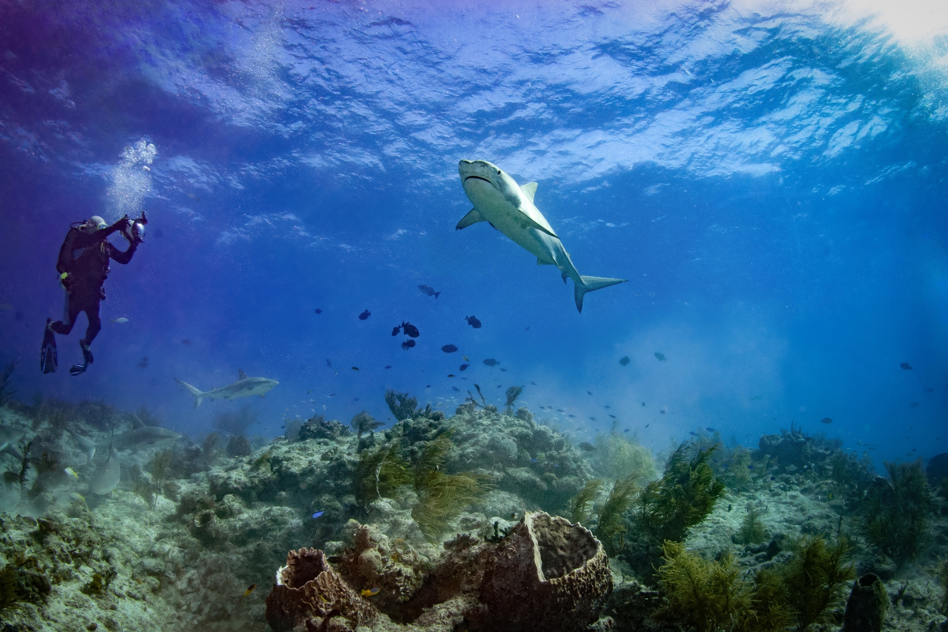 Diving with sharks